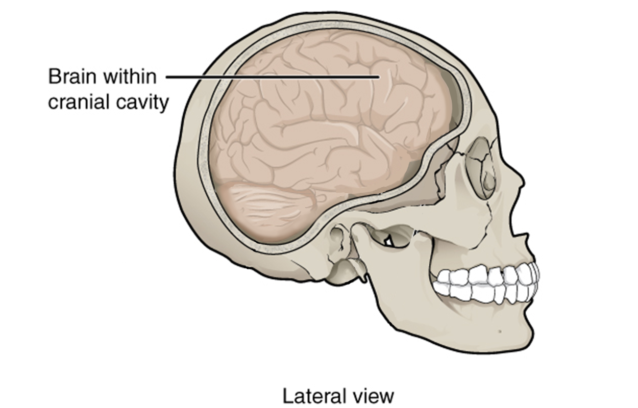 Lateral (side) view of a skull with the outline of the brain shaded inside an opening labeled as the cranial cavity. The cranial cavity occupies most of the rounded upper and rear portion of the skull, and the brain fully occupies the cranial cavity.”