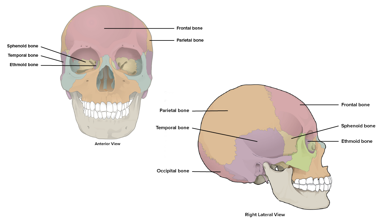 An illustration showing bones that form the cranium, using two perspectives. On the left is an anterior (front) view of the skull. Lines point to the frontal bone across the forehead, a parietal bone near the upper side of the skull, the sphenoid bone just behind the eye socket, the temporal bone at the temple region, and the ethmoid bone positioned at the inner corner of the eye socket. On the right is a right-lateral (side) view of the same skull. Lines identify the frontal bone at the forehead, a parietal bone on the upper side, the temporal bone over the ear area, the sphenoid bone in front of the temporal region, the ethmoid bone between the eye socket and nasal area, and the occipital bone at the back of the head.