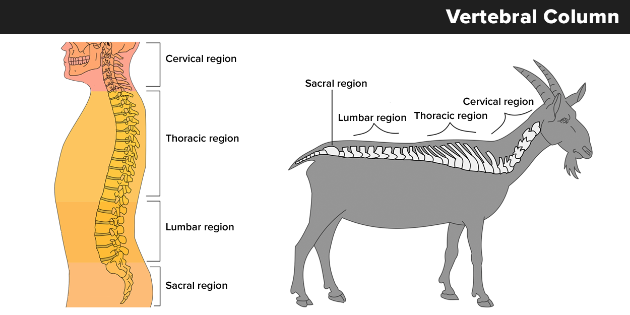  The top diagram is of a human vertebral column side view. A heading reads “Vertebral Column.” On the left, arrows point to successive regions: cervical vertebrae in the neck, thoracic vertebrae in the upper back, lumbar vertebrae in the lower back, the sacrum in the pelvic region, and the coccygeal vertebrae forming the tailbone. On the right, bracketed lines identify the four regions of the spine from top to bottom: cervical region, thoracic region, lumbar region, and sacral region. The bottom illustration is a side view outline of a goat with its spine highlighted and five labeled regions. At the neck are the cervical vertebrae, followed by the thoracic vertebrae along the upper back, then the lumbar vertebrae over the lower back. A single bony block at the pelvis is labeled sacrum, and the short bones of the tail are labeled tail (coccygeal) vertebrae.