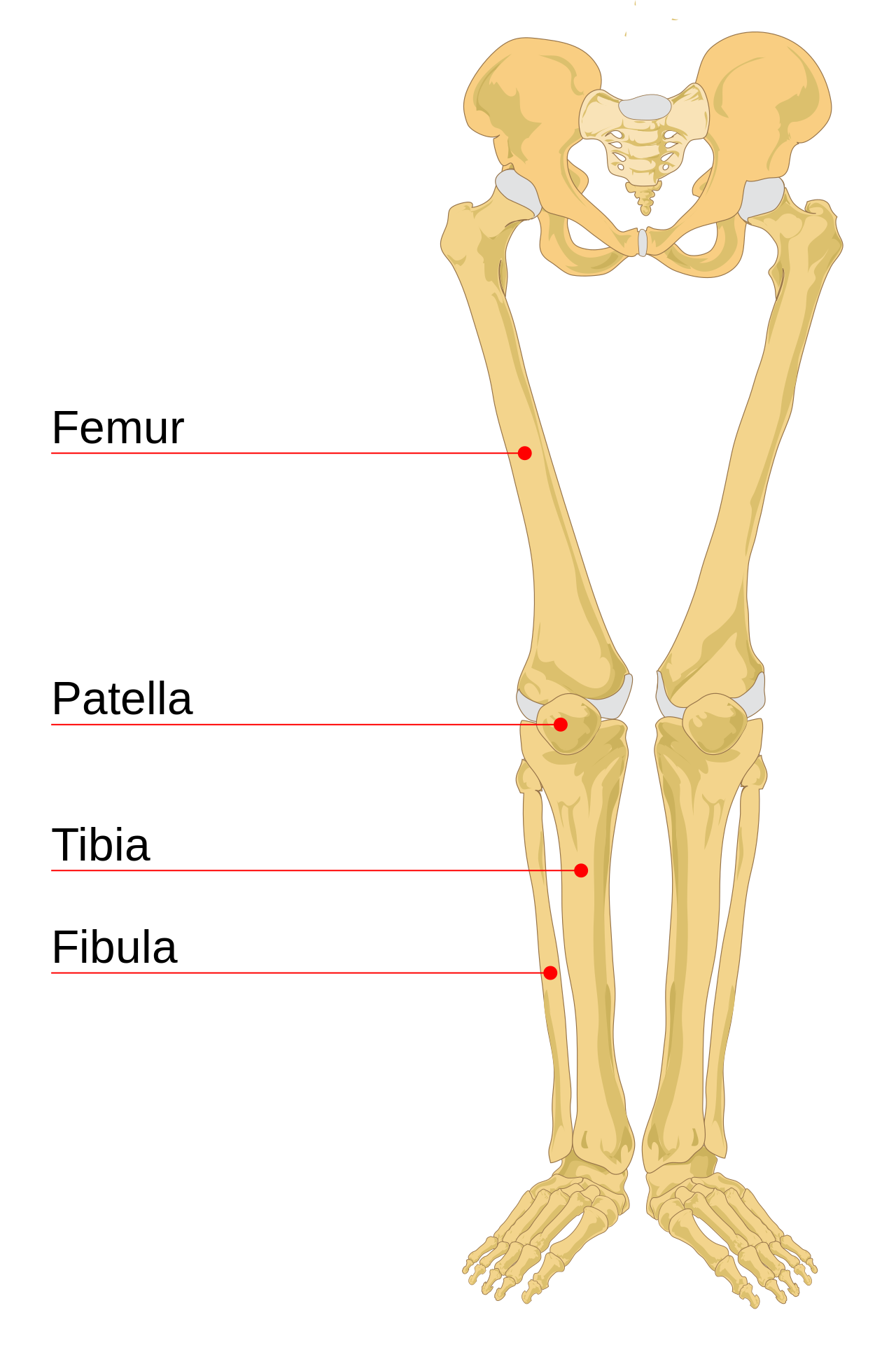 A labeled anatomical diagram of the human leg bones, identifying the femur, patella, tibia, and fibula.