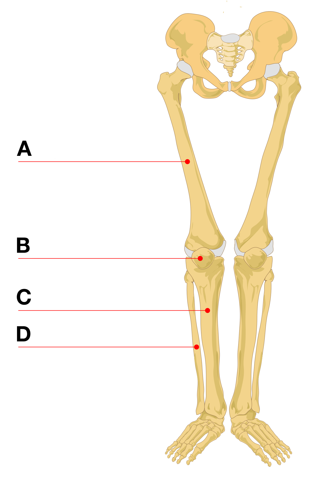 A diagram of the human leg bones with four unlabeled markers. 'A' is placed on the long upper leg bone, 'B' is on the small round bone in front of the knee joint, 'C' is on the larger of the two lower leg bones, and 'D' is on the thinner bone running roughly parallel to it.