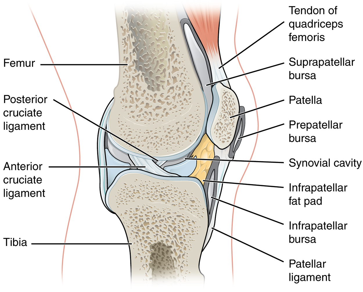 A knee joint has the femur above, tibia below, and patella to the right of the lower femur. The bursae are thin sacs. The suprapatellar bursa, prepatellar bursa, and infrapatellar bursa are labeled.