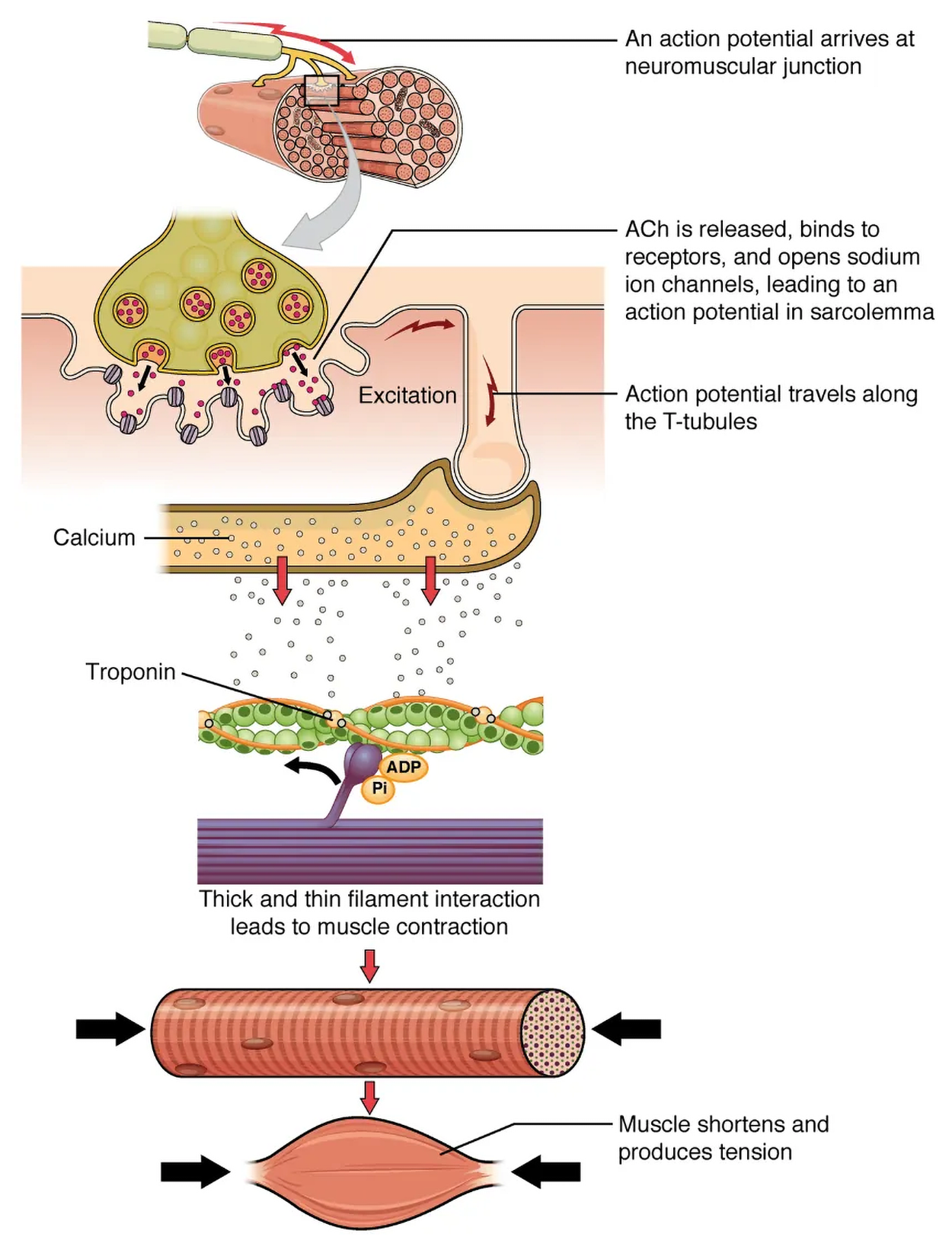 The top panel in this figure shows the interaction of a motor neuron with a muscle fiber and how the release of acetylcholine into the muscle cells leads to the release of calcium. The middle panel shows how calcium release activates troponin and leads to muscle contraction through interactions of the thick and thin filaments. The bottom panel shows an image of a muscle fiber being shortened and producing tension.
