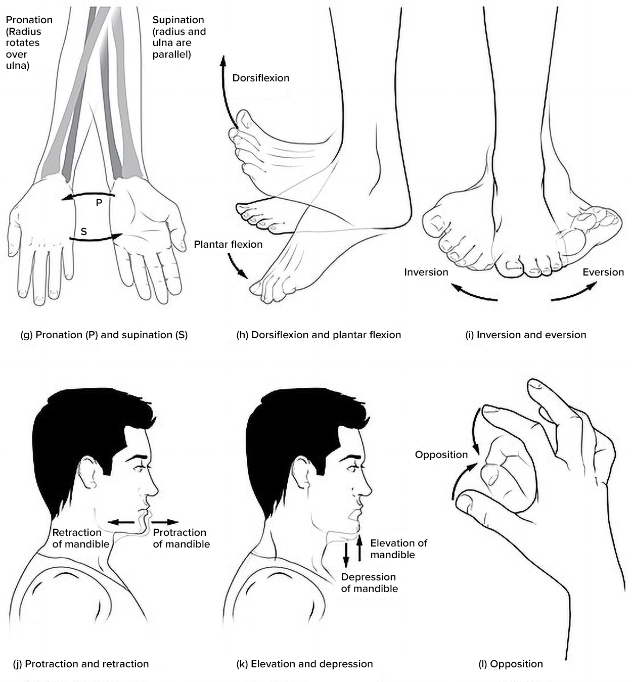 Illustration showing Pronation, Supination, Dorsiflexion, Plantar Flexion, Inversion, Eversion, Protraction, Retraction, Elevation, Depression, and Opposition body movements.