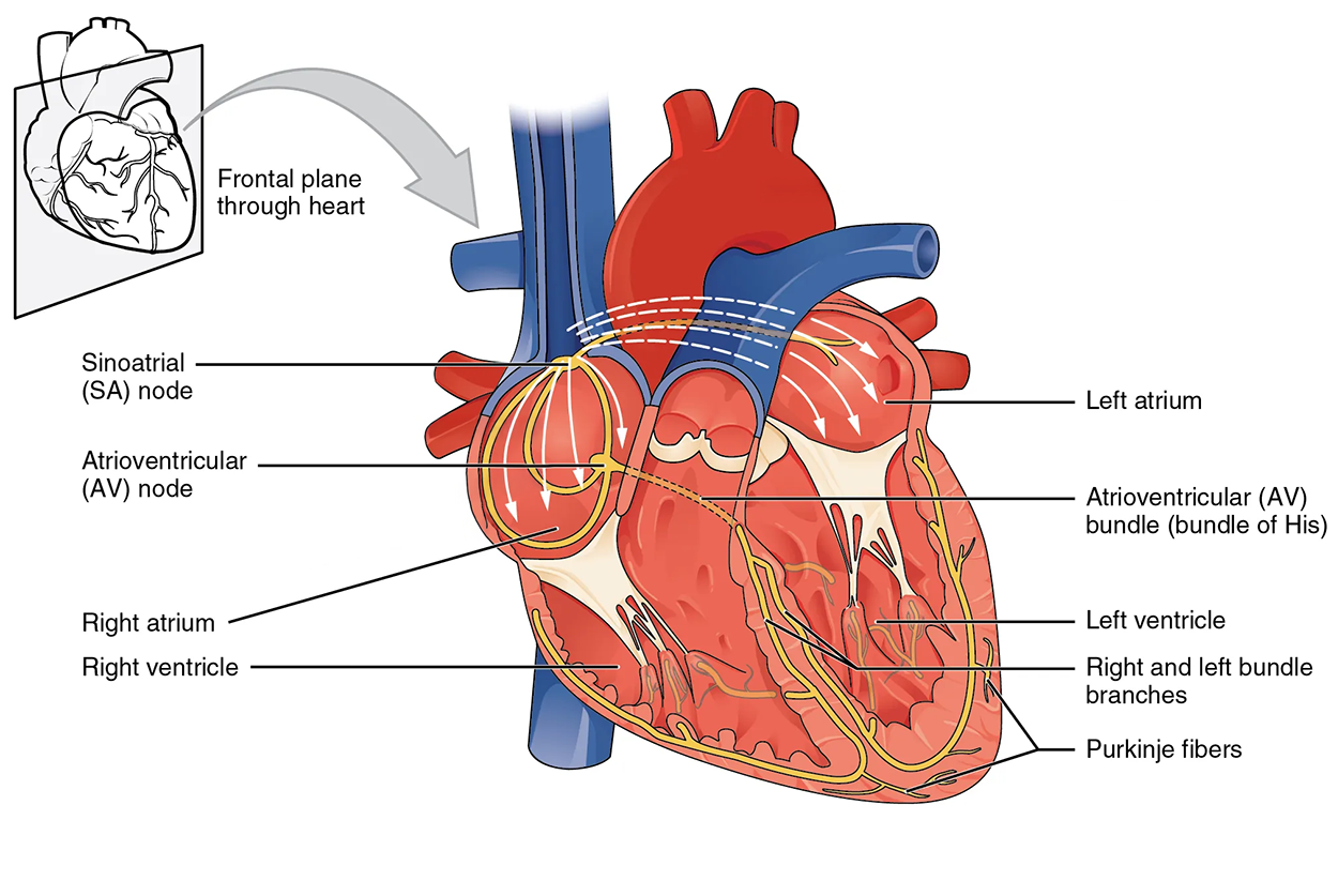 An illustration shows a frontal plane of the heart. The sinoatrial node is located at the top of the right atrium just below the superior vena cava. Impulses spread out from the sinoatrial node to the right and left atrium and to the atrioventricular node located in the bottom of the right atrium at the atrioventricular septum. The atrioventricular bundle (bundle of His) extends to the atrioventricular septum and branches to the right and left bundle branches, which extend to the base of the atrioventricular septum to reach Purkinje fibers in the ventricular wall.