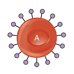 Red Blood Cell Type A is shown. Type A has a different antigen to type B.