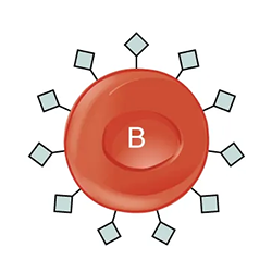 Red Blood Cell Type B is shown.