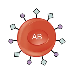 Red Blood Cell type AB is shown. Type AB has both antigens.