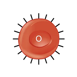 Red Blood Cell type O is shown. Type O has neither antigen.