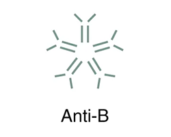 Type A blood contains type B antibodies.