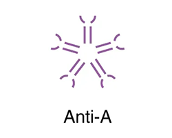 Type B blood contains type A antibodies.