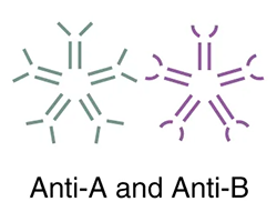 Type AB blood has neither A nor B antibodies, and type O blood has both A and B antibodies.