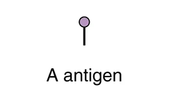 Each antigen has a different structure.