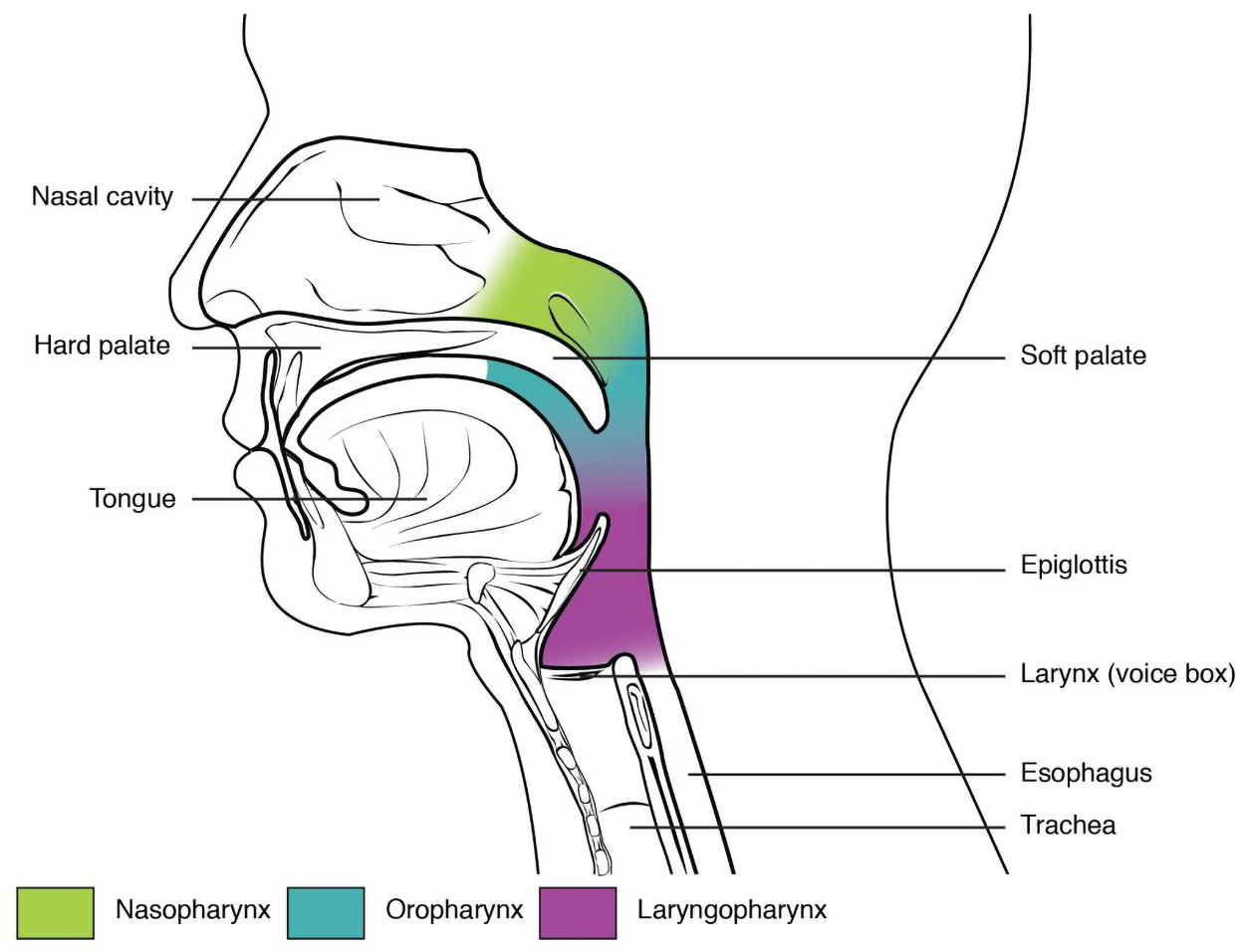 An image of a head shows the nasal cavity separated from the oral cavity by the hard palate toward the front and by the soft palate toward the back. The tongue is in the oral cavity. The trachea is anterior to the esophagus. The epiglottis is above the opening to the trachea. The nasopharynx is at the rear of the nasal cavity and joins to the oropharynx below, which opens into the mouth. The laryngopharynx extends from the epiglottis to the trachea.