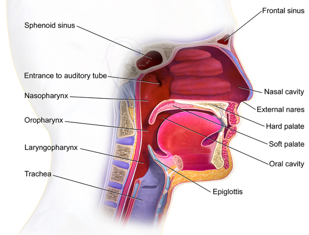 The major structures of the upper respiratory system, including the frontal sinus, nasal cavity, external nares, hard palate, soft palate, oral cavity, epiglottis, sphenoid sinus, internal nares, nasopharynx, oropharynx, laryngopharynx, and trachea.