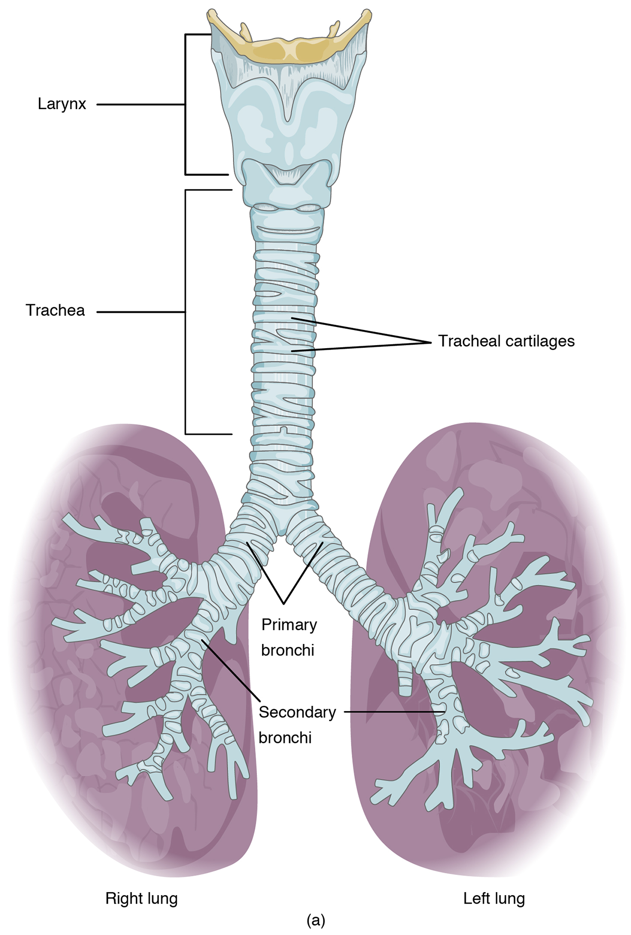 The larynx above the tubular trachea, which is surrounded by tracheal cartilage rings. The right and left primary bronchi branch from the bottom of the trachea to the right and left lungs, respectively. Within each lung, the bronchi branch further into secondary bronchi.