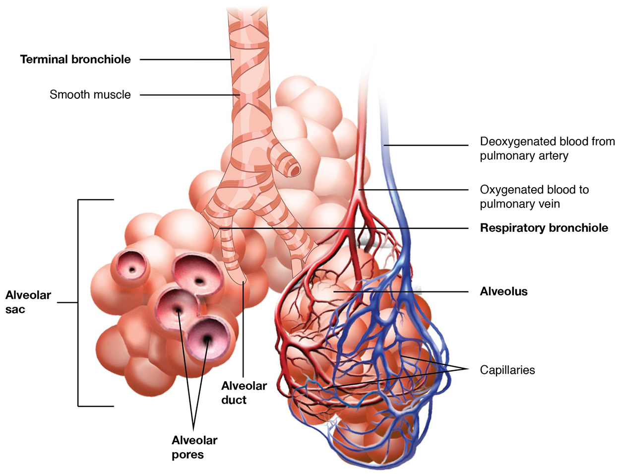 An illustration shows a terminal bronchiole branching into respiratory bronchioles from which alveolar ducts extend into three alveolar sacs. Alveolar pores and capillaries are labeled. Deoxygenated blood from the pulmonary artery travels to the capillaries around the alveoli and oxygenated blood travels to the pulmonary vein from the same capillary beds.