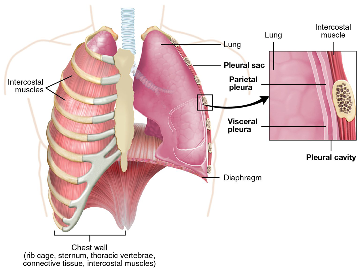 A view of the lungs shows the right lung covered by intercostal muscles visible between the ribs. The pleural sac covers the lungs and the diaphragm is below the lungs. The chest wall surrounding the lungs includes the rib cage, sternum, thoracic vertebrae, connective tissue, and intercostal muscles. A close-up of part of the left lung wall shows that two layers of pleura: the parietal pleura against the intercostal muscles and the visceral pleura against the lung wall with the pleural space between them.