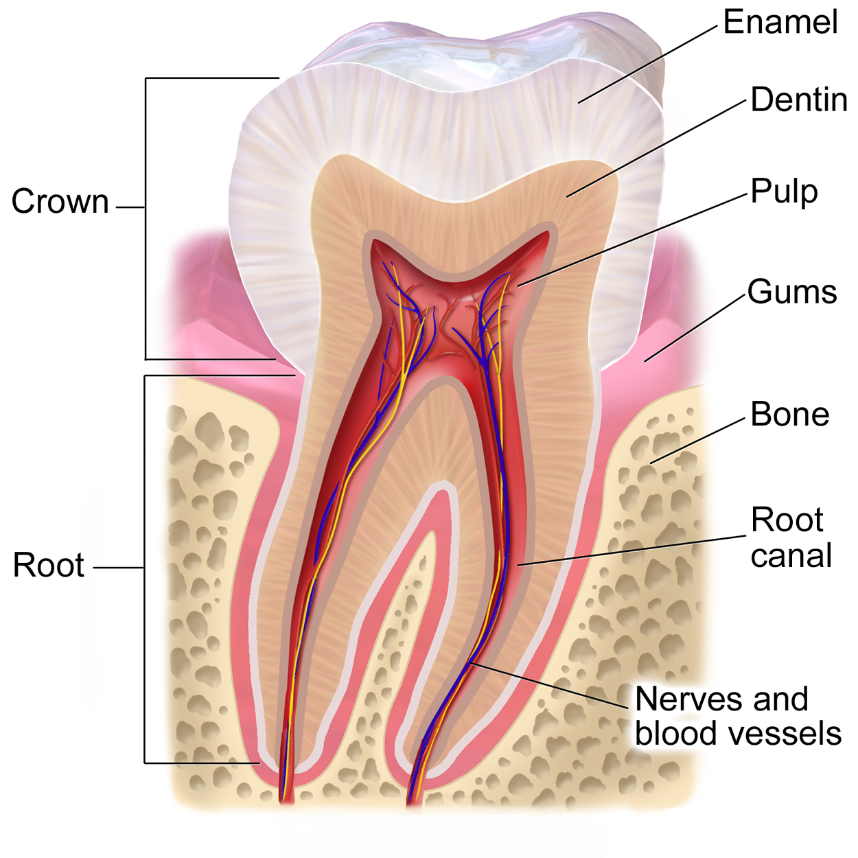 A tooth labeled with crown, root, enamel, dentin, pulp, gums, bone, root canal, and nerves and blood vessels.