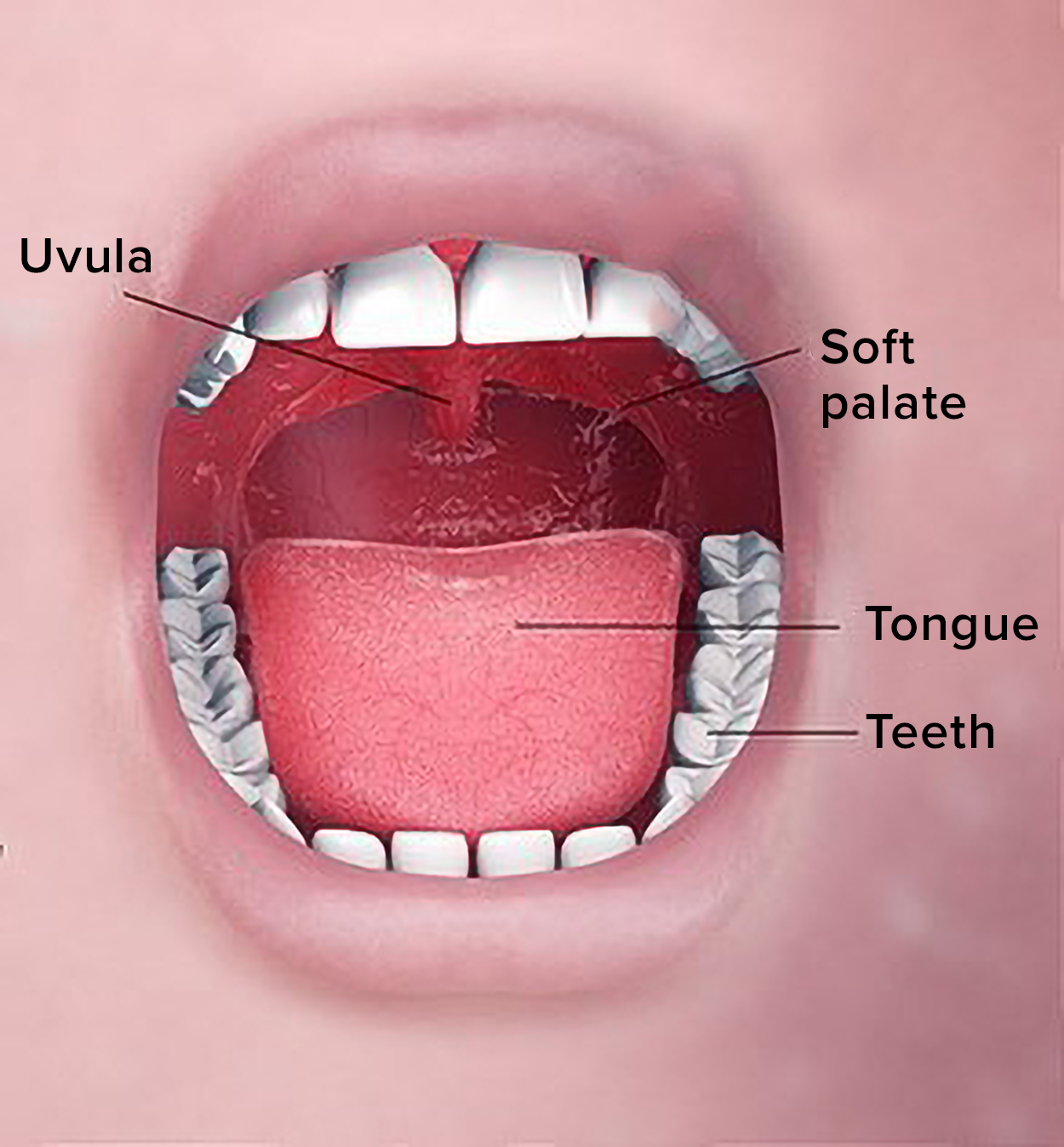 An open mouth is labeled with the uvula, soft palate, tongue, and teeth.