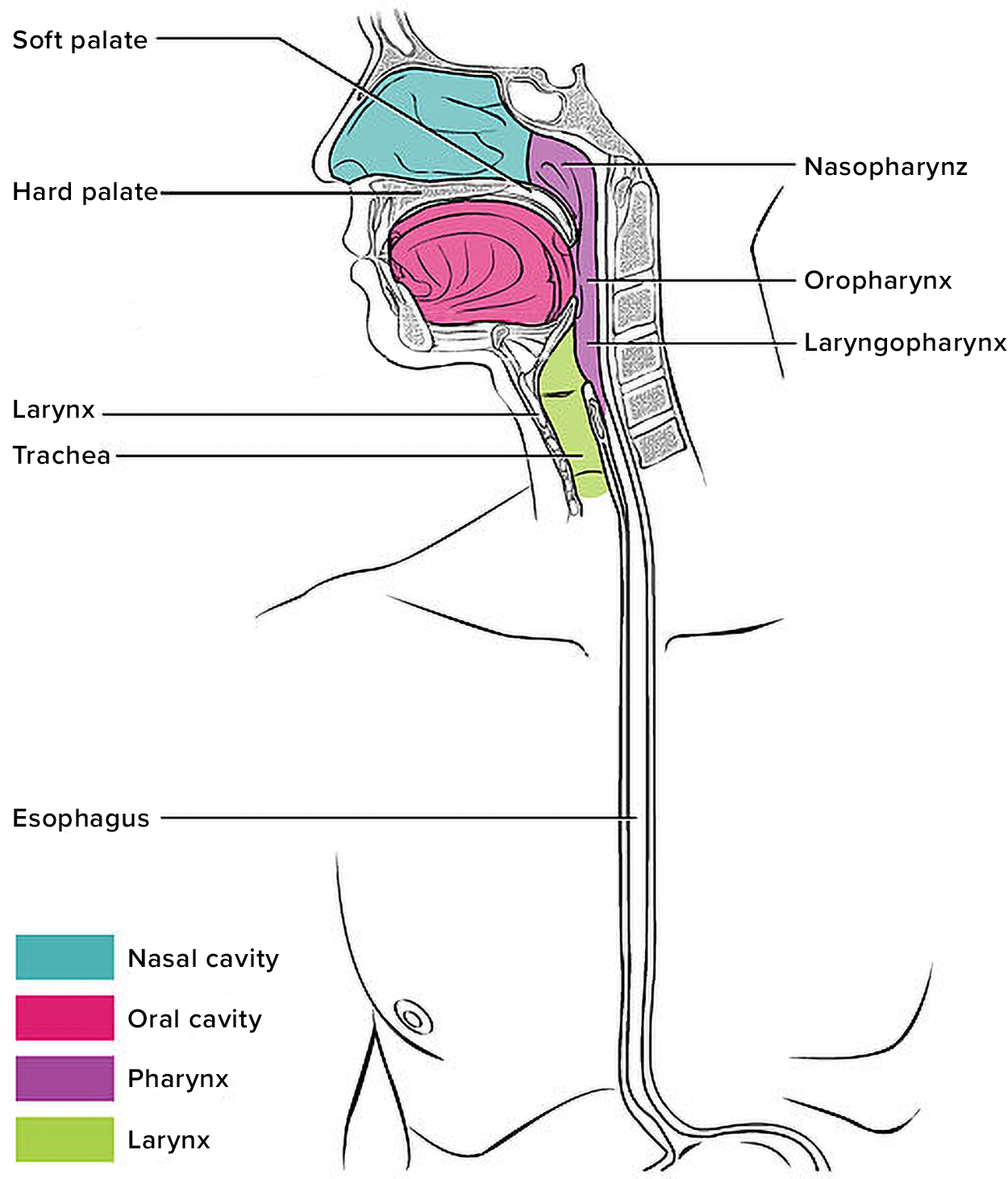 A side view of the head and neck shows the three regions of the pharynx: nasopharynx behind the nasal cavity, oropharynx below the oral cavity, and laryngopharynx posterior to the larynx. The palate separating the nasal cavities is labeled with the anterior hard palate and posterior soft palate. The trachea extends down from the larynx. The esophagus extends down from the pharynx.