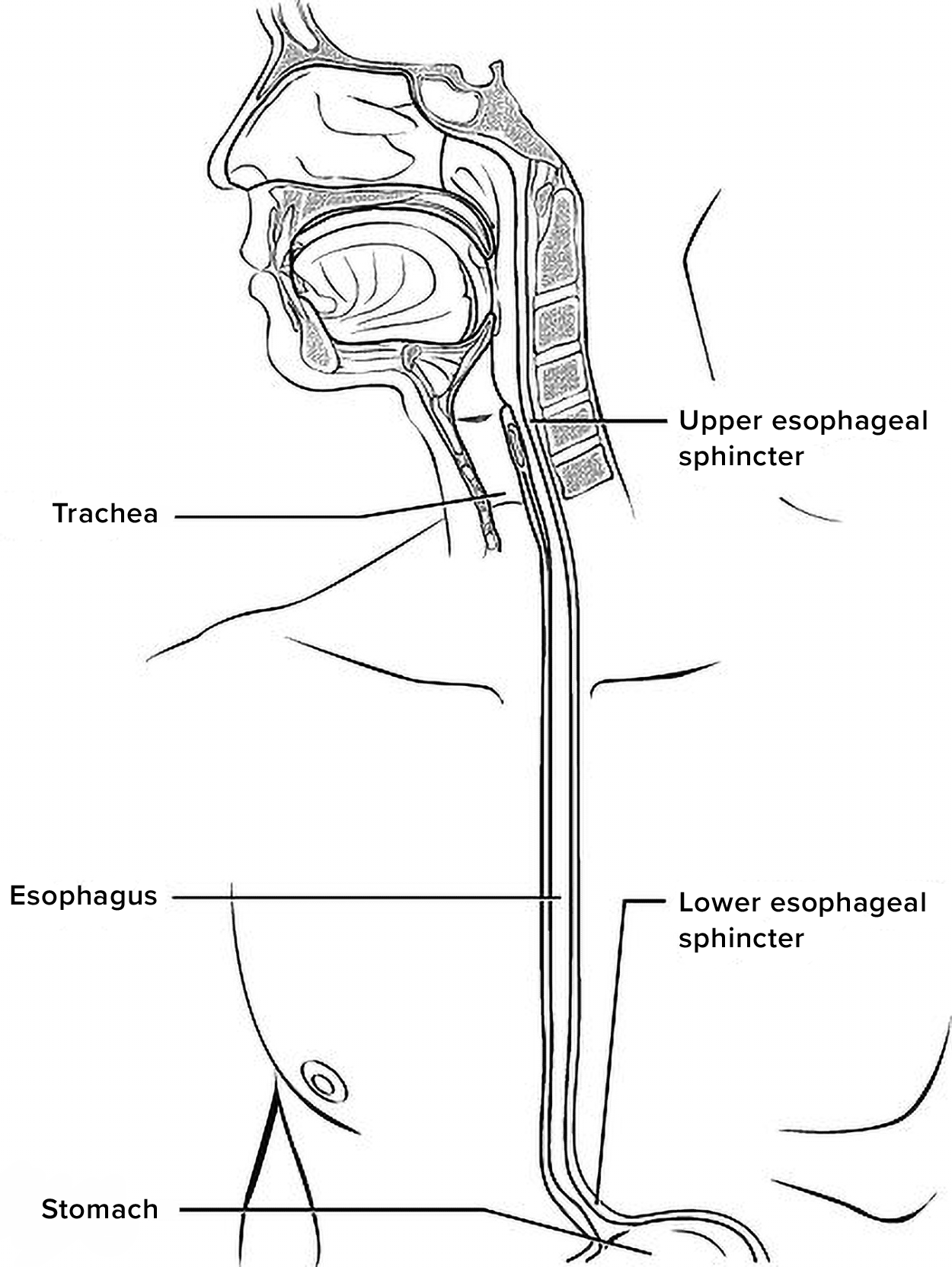 A side view of the head and neck shows the esophagus and nearby structures. The following structures are labeled: trachea, esophagus, stomach, upper esophageal sphincter, and lower esophageal sphincter.