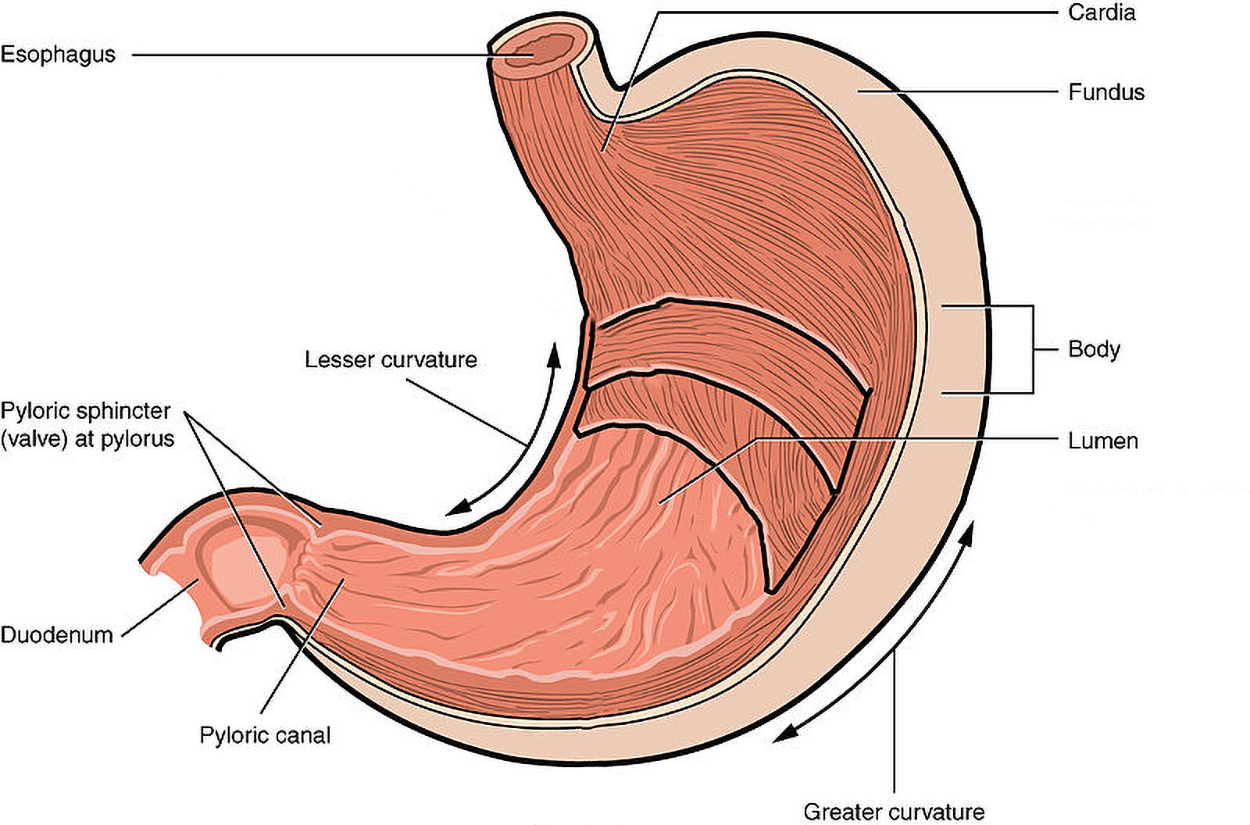 A view of the stomach labeled with the esophagus, cardia, fundus, body, pylorus, lumen, lesser curvature, greater curvature, pyloric canal, pyloric sphincter, duodenum.