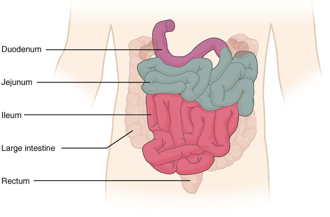 A view of the intestines labeled with the duodenum, ileum, jejunum, and large intestine.