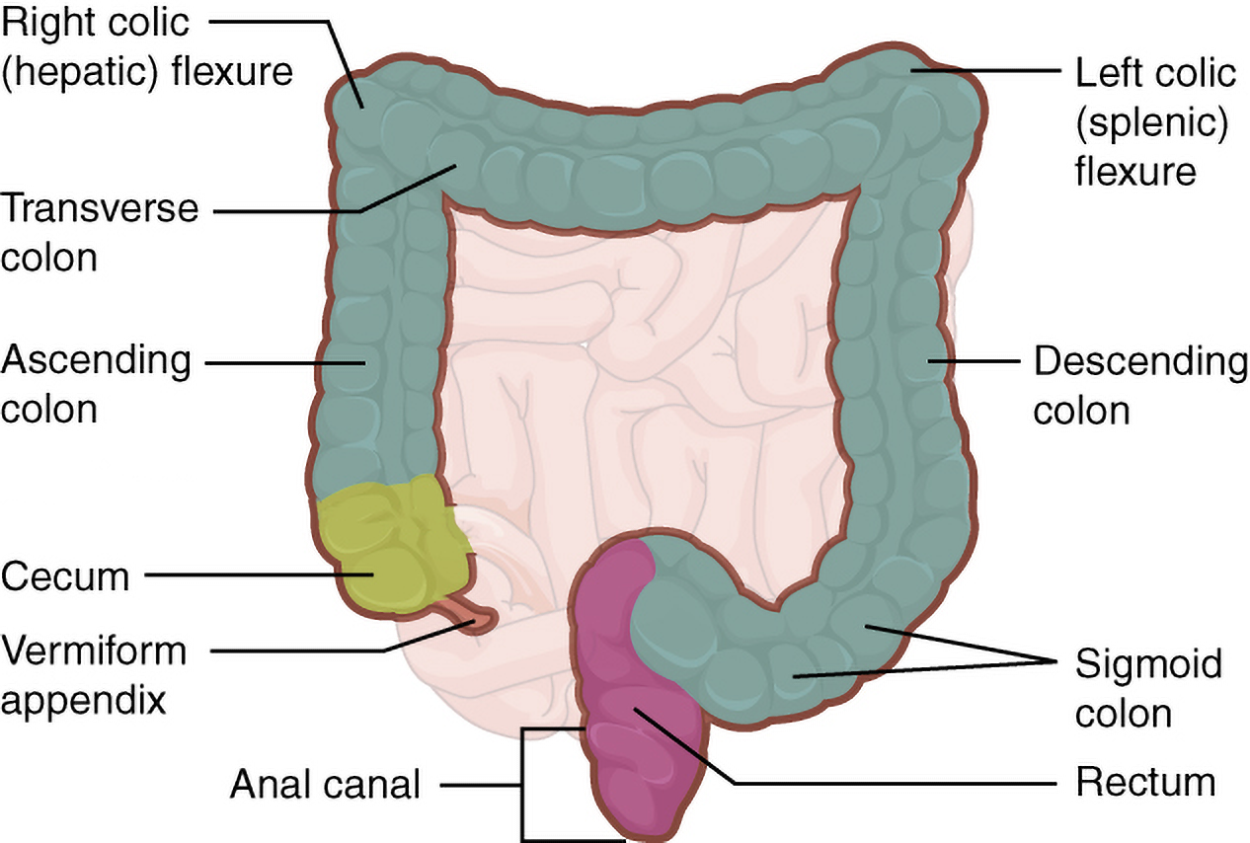 The large intestine is labeled with the cecum, vermiform appendix, ascending colon, right colic (hepatic) flexure, left colic (splenic) flexure, descending colon, sigmoid colon, rectum, anal canal.