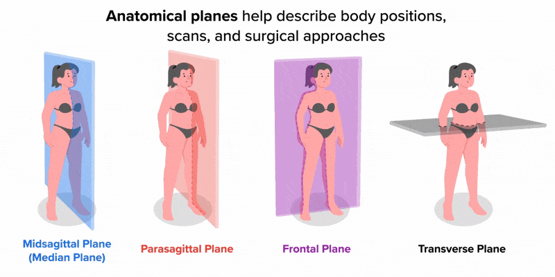 Four illustrations of a female figure standing in anatomical position are shown across the screen. Each figure has a different anatomical plane with respective color coding. The first figure has a blue plane dividing the body into equal right and left halves with text underneath ‘Midsagittal Plane (Median Plane)’. The second figure has an orange plane dividing the body into unequal right and left halves with text underneath ‘Parasagittal Plane’. The third figure has a purple plane dividing the body into front and back halves with text underneath ‘Frontal Plane’. The fourth figure has a gray plane dividing the body into upper and lower halves with text underneath ‘Transverse Plane’.  A text caption is at the top of the screen that reads ‘Anatomical planes help describe body positions, scans, and surgical approaches’. The screen zooms in to the first figure that has the blue plane dividing the body into equal right and left halves, which is on the left side of the screen. The right side of the screen displays the text ‘Midsagittal Plane (Median Plane) – Sagittal plane that divides the body into equal right and left halves’. This view fades out and the view now shifts to the second figure that has the orange plane dividing the body into unequal right and left halves, which is on the left side of the screen. The right side of the screen displays the text ‘Parasagittal Plane – Sagittal plane that divides the body into unequal right and left halves’. This view fades out and the view now shifts to the third figure that has the purple plane dividing the body into front and back halves, which is on the left side of the screen. The right side of the screen displays the text 'Frontal Plane – Plane that divides the body into front and back halves’. This view fades out and the view now shifts to the fourth figure that has the gray plane dividing the body into upper and lower halves, which is on the left side of the screen. The right side of the screen displays the text ‘Transverse Plane – Plane that divides the body into upper and lower halves’. The view then zooms out to go back to the first screen that displays all four figures with their corresponding colored plane and text labels for each underneath.
