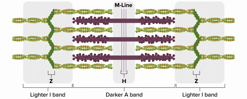 An illustration of the sliding filament theory of muscle contraction is shown with each structure labeled. The thick filaments, myosin, are depicted as thick purple rods with small protruding oval heads, arranged horizontally in the middle of the sarcomere. The thin filaments, actin, are depicted as horizontal rows of green strands with yellow and orange dots, extending inward from both ends of the sarcomere toward the center but stopping short of full overlap with the thick filaments. There are wavy vertical green lines composed of small overlapping circles at both ends of the sarcomere, labeled ‘Z’ for Z-lines. Three thin vertical purple lines are in the center of the sarcomere. A horizontal bracket around these lines is labeled ‘H’. A light gray rectangle overlays the three thin vertical purple lines and is labeled ‘M-Line’. There is a horizontal bracket at the bottom of the sarcomere that extends from the center on either side out to the edges of the myosin heads and is labeled ‘Darker A Band’. On each side of this horizontal bracket is another horizontal bracket that starts at the ending edge of the myosin heads and extends to each opposing side of the screen, where each bracket is labeled ‘Lighter I-band’. The thin actin filaments as the green strand structures start to move gradually inward toward the center. A black inward-pointing arrow appears at the second green actin filament at each side to depict sliding inward. The myosin heads, as the small protruding oval heads on the thick purple rods, begin to extend out with each one attaching to the green actin filaments, as the green strands increase their overlap with the purple filaments. The Z-lines move closer together, the I-bands shorten, and the H-band gradually narrows, as the A band remains constant in length and the M line remains centered. The animation pauses briefly as the black arrows fade, and then the animation reverses, depicting the myosin heads detaching from the actin filaments, the overlap between the green and purple filaments increasing, and everything returning to the depiction described at the beginning.