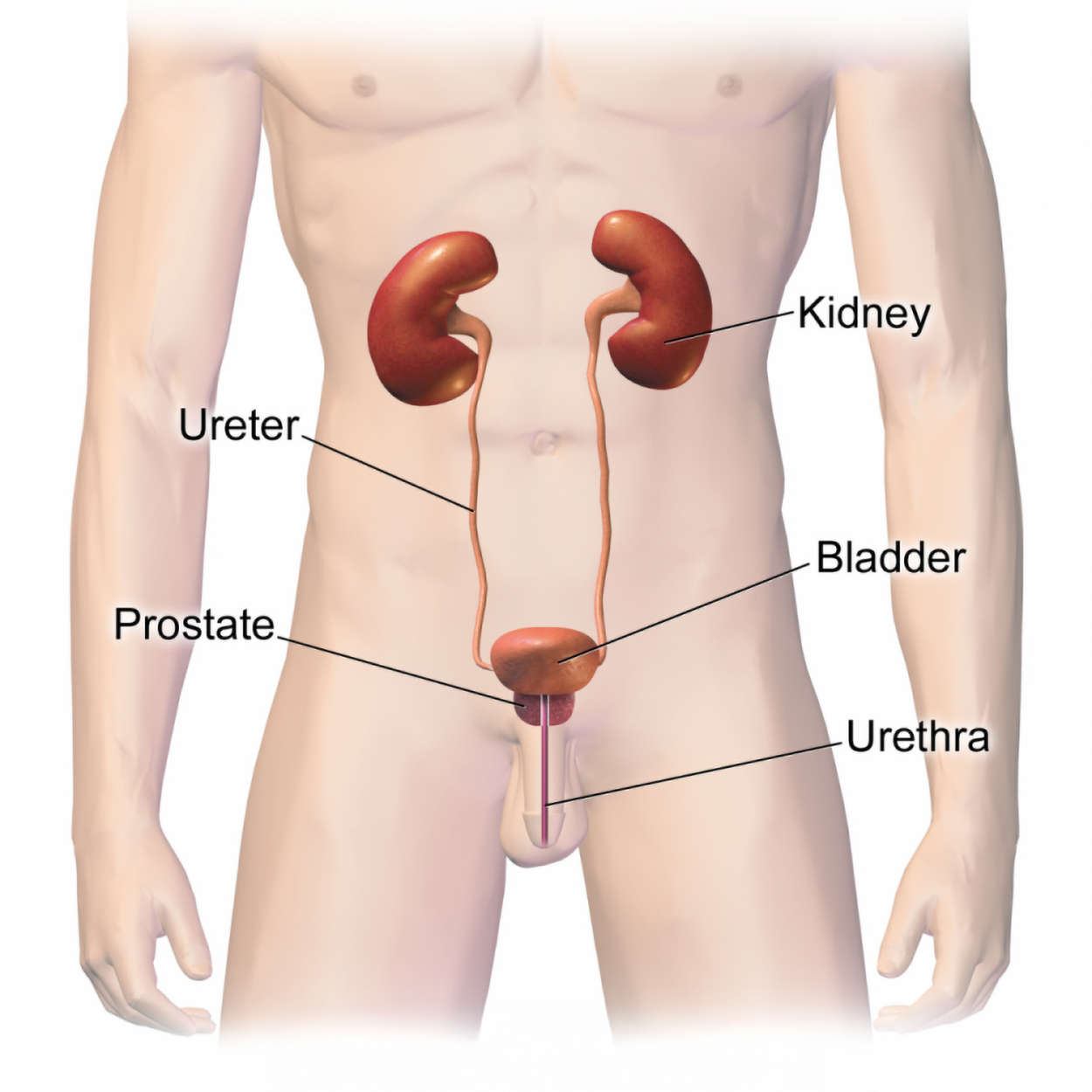 The male urinary system includes the kidneys, ureters, bladder, urethra, and urethra. The prostate is also labeled.