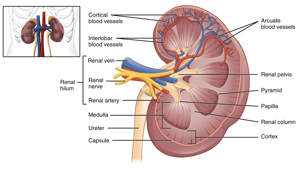 An illustration of a kidneys showing their position in the center of the abdomen, with a close-up of a kidney with the following structures labeled: Cortical blood vessels, interlobar blood vessels, renal hilum, renal vein, renal nerve, renal artery, medulla, ureter, capsule, arcuate blood vessels, renal pelvis, pyramid, papilla, renal column, and cortex.