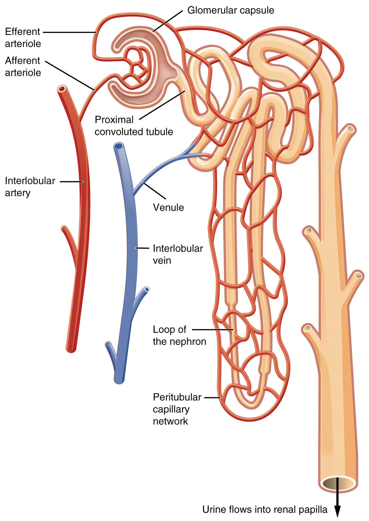 An illustration showing a nephron. The following structures are labeled: interlobar artery, afferent arteriole, glomerular capsule, proximal convoluted tubule, loop of the nephron, peritubular capillary network, venule, and interlobar vein. Urine flows out of the collecting duct to the renal papilla.