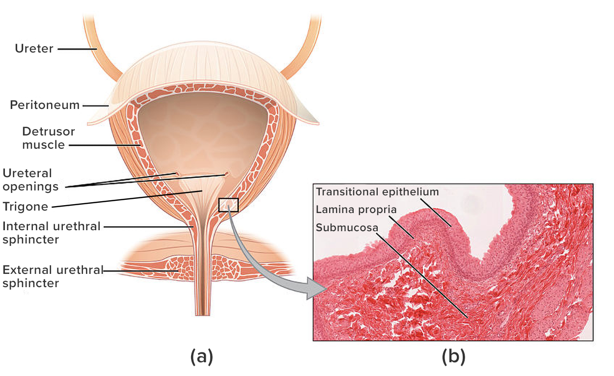 An illustration showing a bladder. Ureters lead to the upper left and right of the bladder. The top of the bladder is labeled as peritoneum. The detrusor muscle is in the bladder wall. There are ureteral openings into an internal urethral sphincter. Farther down, there is an external urethral sphincter.