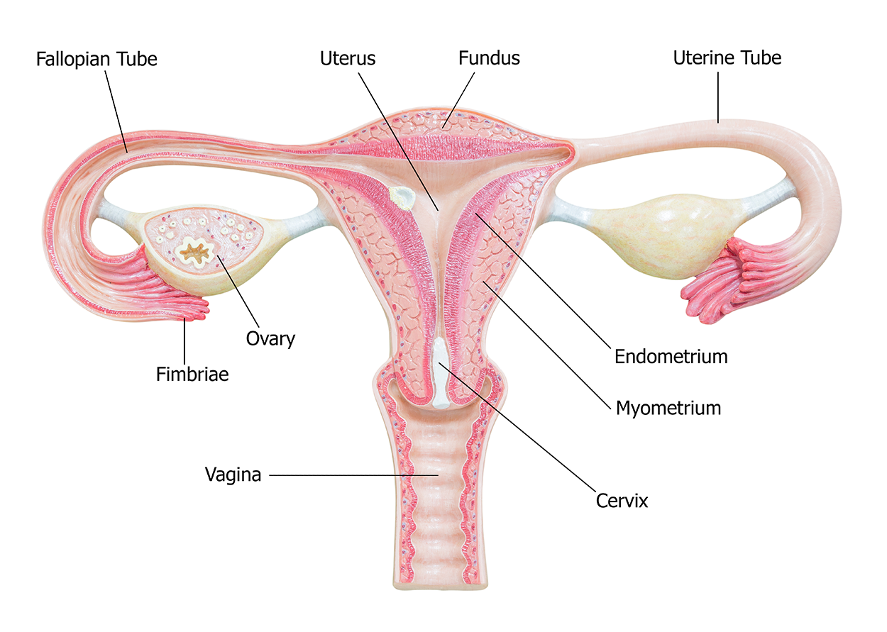 The female reproductive system is labeled with the following structures: ovary, fimbriae, uterine tube (fallopian tube), uterus, fundus of uterus, endometrium, myometrium, vagina, cervix.