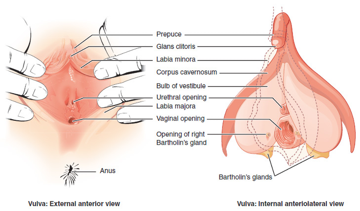Both views of the vulva are labeled with the prepuce, glans clitoris, labia minora, urethral opening, labia majora, and vaginal opening. The internal view is also labeled with the corpus cavernosum, bulb of vestibule, opening of right Bartholin’s gland, and Bartholin’s glands.