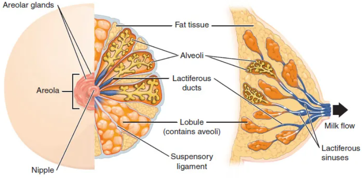 Front and side views of a breast. The front view is labeled with nipple, areola, areolar glands, and suspensory ligament. Both views are labeled with fat tissue, alveoli, lactiferous ducts, and lobule (contains alveoli). The side view is also labeled with lactiferous sinuses and an arrow showing the direction of milk flow out through the nipple.