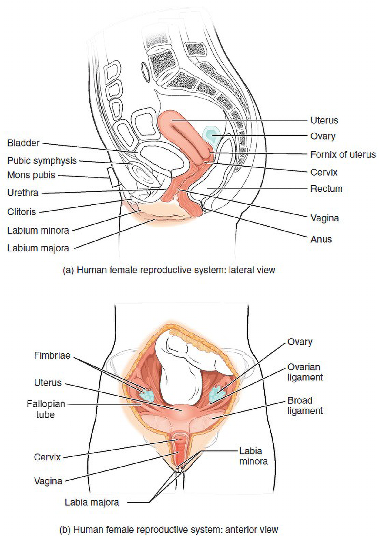 Human female reproductive system lateral view (a) and anterior view (b). The following structures are labeled. Lateral view: bladder, pubic symphysis, mons pubis, urethra, clitoris, labia majora, labia minor, uterus, ovary, fornix of uterus, cervix, rectum, vagina, and anus. Anterior view: Fimbriae, uterus, fallopian tube, cervix, vagina, labia majora, labia minora, ovary, ovarian ligament, broad ligament.
