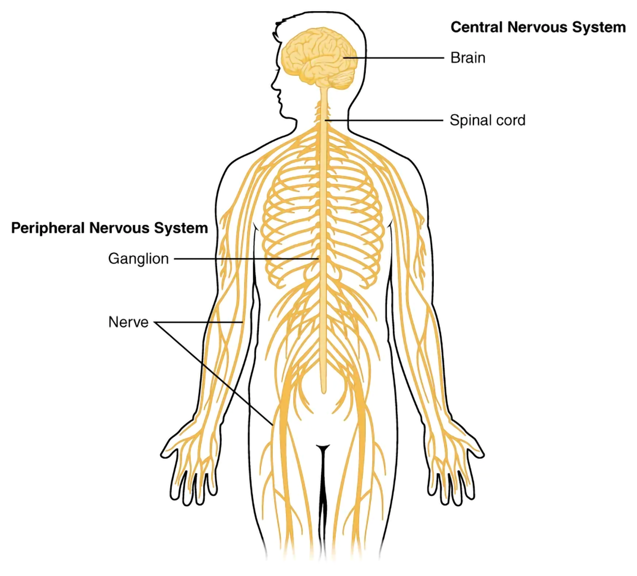 An illustration shows the central nervous system and the peripheral nervous system. The central nervous system is labeled with the brain and spinal cord. The peripheral nervous system is labeled with a nerve and ganglia.