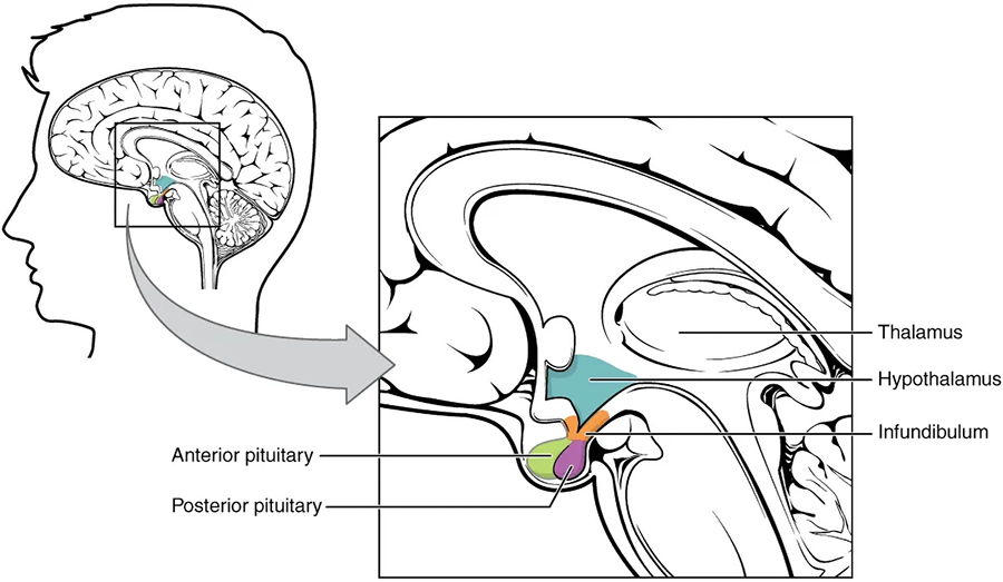 A close-up of the brain shows the locations of the thalamus, hypothalamus, infundibulum, anterior pituitary, and posterior pituitary. The thalamus is deeper inside, with the other structures highlighted near the bottom center of the brain, positioned horizontally behind the upper nose. The hypothalamus is connected by a thin stalk, the infundibulum, to two lobes: the anterior pituitary toward the front of the head, and the posterior pituitary toward the rear of the head.