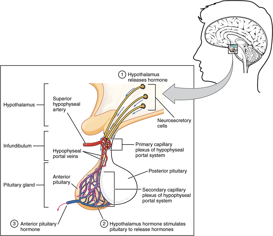An illustration shows a close-up of the pituitary. The hypothalamus is joined by a thin stalk, the infundibulum, to the pituitary gland. 1. Hypothalamus releases hormone. Neurosecretory cells release hormone that travels into the anterior pituitary. The superior hypophyseal artery brings blood to the infundibulum, where it branches to the primary capillary plexus of the hypophyseal portal system. Hypophyseal portal veins carry blood from the primary capillary plexus of the hypophyseal portal system to the secondary capillary plexus of the hypophyseal portal system in the anterior pituitary; the posterior pituitary is adjacent. 2. Hypothalamus hormone stimulates pituitary to release hormone. 3. Anterior pituitary hormone exits in a blood vessel from the secondary capillary plexus of the hypophyseal portal system.
