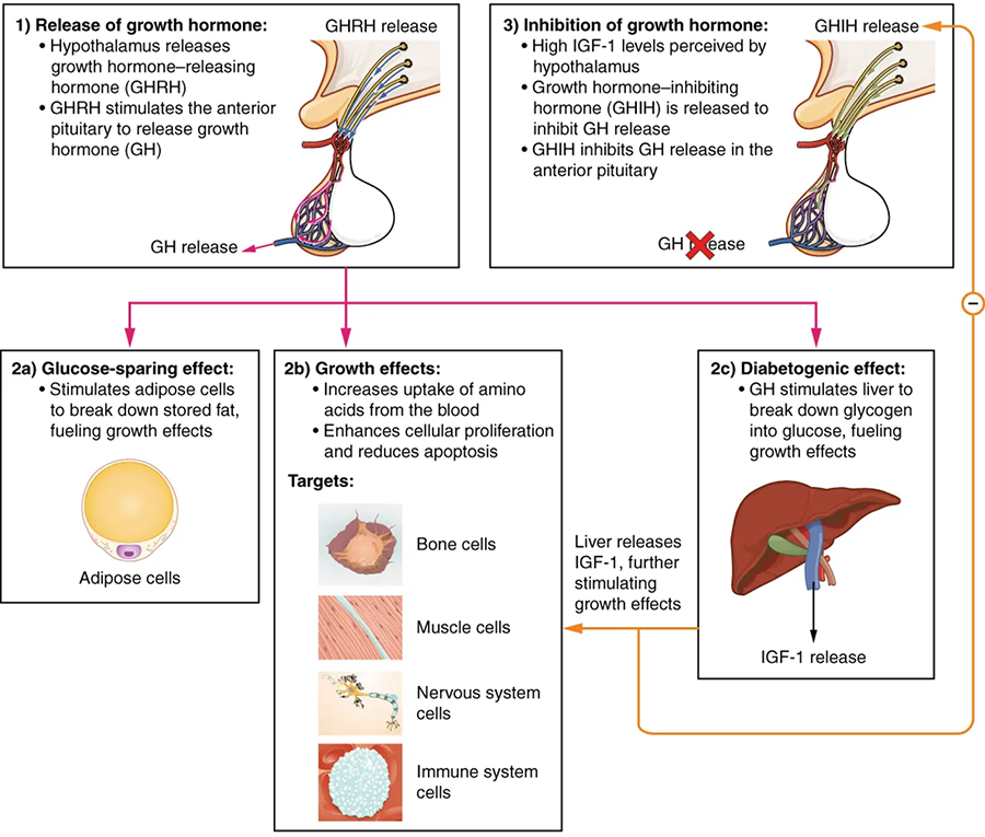 Flowchart showing growth hormone regulation. It includes release of growth hormone, glucose-sparing effect, growth effects, diabetogenic effect, and inhibition of growth hormone.