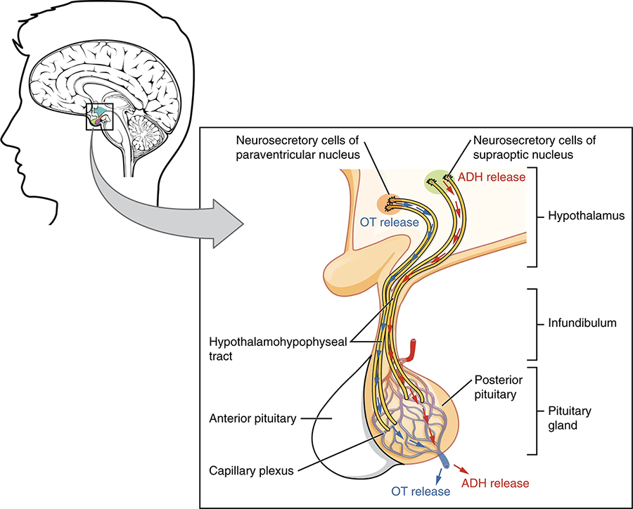The hypothalamus is joined by a small stalk, the infundibulum, to the pituitary gland. Neurosecretory cells of the paraventricular nucleus in the hypothalamus release OT, while neurosecretory cells of the supraoptic nucleus release ADH. The hypothalamohypophyseal tract carries OT and ADH to a capillary plexus in the posterior pituitary, with the anterior pituitary visible behind it. OT and ADH are released from the pituitary gland.