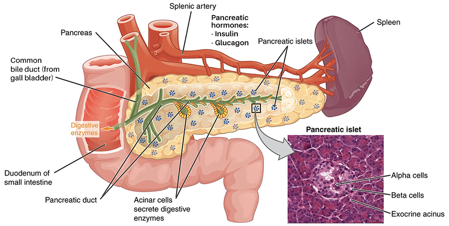 The pancreas extends from the duodenum of the small intestine to the spleen. The splenic artery branches above the pancreas to the spleen. The bile duct (from the gall bladder) extends down to the pancreas to meet the pancreatic duct, allowing their contents (including digestive enzymes from the pancreas) to travel together to the duodenum. Pancreatic islets are circular structures throughout the pancreas. A close-up shows that each contains alpha and beta cells with an exocrine acinus outside. Acinar cells secrete digestive enzymes into the pancreatic duct. The pancreatic hormones are insulin and glucagon.