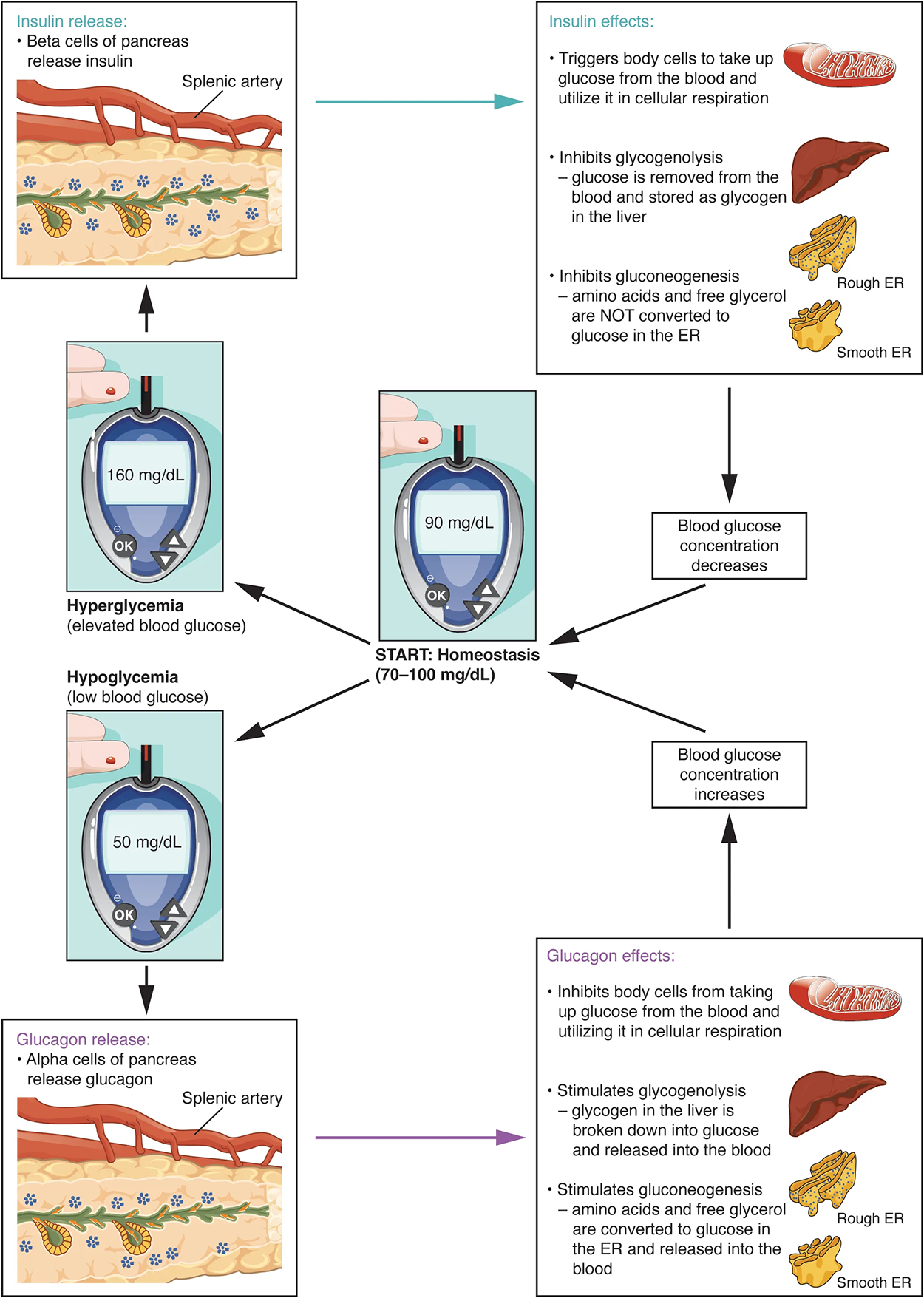 Homeostatic Regulation of Blood Glucose Levels Blood glucose concentration is tightly maintained. If blood glucose concentration rises, insulin is released, which stimulates body cells to remove glucose from the blood. If blood glucose concentration drops, glucagon is released, which stimulates body cells to release glucose into the blood.