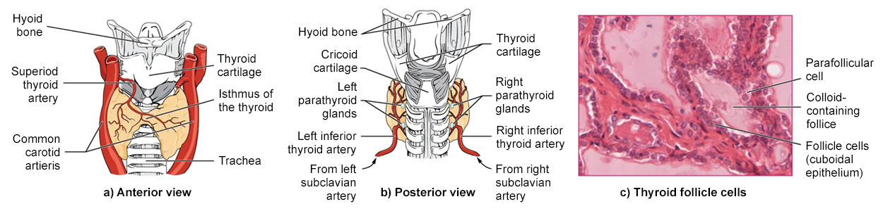 Part a: The thyroid has a thin isthmus joining thicker lobes on each side. The thyroid cartilage is immediately above, with the hyoid bone above that. The trachea runs down from behind the thyroid. The common carotid arteries run to the left and right, with the superior thyroid artery shown extending into the thyroid. Part b: The thyroid is visible behind the trachea with the cricoid cartilage above, followed by the thyroid cartilage, then the hyoid bone at the top. Two parathyroid glands are visible on each side: the left parathyroid glands and the right parathyroid glands. Branches from the left and right subclavian arteries each branch to the left and right inferior thyroid arteries, respectively. A micrograph shows follicular cells (cuboidal epithelium) around an open colloid-containing follicle. A larger parafollicular cell is visible along the side of the follicle.