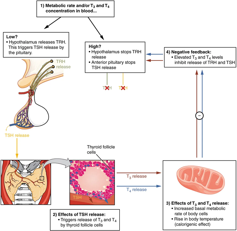 A flow chart begins with 1) Metabolic rate and/or T3 and T4 concentration in the blood. If low, the hypothalamus releases TSH; this triggers TSH release by the pituitary. 2) Effects of TSH release: Triggers the release of T3 and T4 by thyroid follicle cells, shown in a close-up of thyroid tissue showing a colloid-filled follicle. T3 and T4 release causes increased basal metabolic rate of cells, a rise in body temperature (calorigenic effect). This produces negative feedback: Elevated T3 and T4 levels inhibit the release of TRH and TSH. In this case, or if T3 and T4 levels are high in step 1, the hypothalamus stops TRH release and the anterior pituitary stops TSH release.