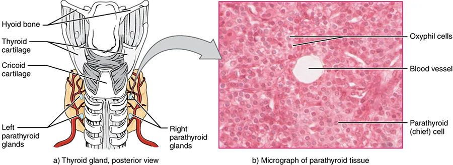 A posterior view of the thyroid shows that it lies anterior to the trachea and just below the cricoid cartilage, which is situated beneath the thyroid cartilage and the hyoid bone. The two left parathyroid glands are on the left, and the two right parathyroid glands are on the right. A micrograph of parathyroid tissue shows an open blood vessel surrounded by many parathyroid (chief) cells and some oxyphil cells.