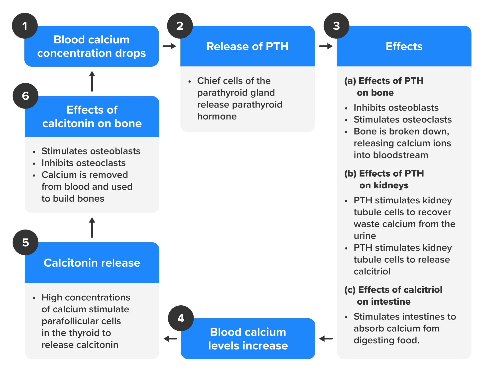 Role of parathyroid hormone. 1) Blood calcium concentration drops. 2) Release of PTH: Chief cells of the parathyroid gland release parathyroid hormone. The parathyroid glands are labeled as superior (above) and inferior (below). 3a) Effects of PTH on bone: Inhibits osteoblasts, stimulates osteoclasts, and bone is broken down, releasing calcium into the bloodstream. 3b) Effects of PTH on kidneys; PTH stimulates kidney tubule cells to recover waste calcium from the urine; PTH stimulates kidney tubule cells to release calcitriol. 3c) Effects of calcitriol on intestines: Stimulates intestines to absorb calcium from digesting food. This causes 4) Blood calcium increase. 5) Calcitonin release; high concentrations of calcitonin stimulate parafollicular cells in the thyroid to release calcitonin; 6) Effects of calcitonin on bone: Stimulates osteoblasts, inhibits osteoclasts, and calcium is removed from the blood and used to build bone.